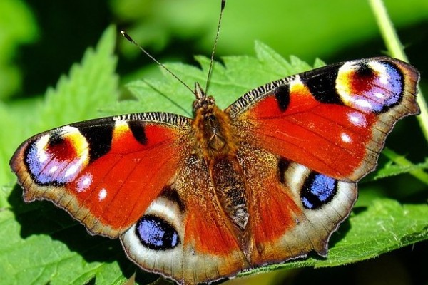motyl8BF210BF-F9A6-2787-4298-C8294C31A4BE.jpg