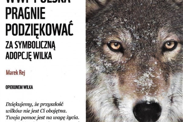 mój-wilkD09C7D33-9BF0-6165-C5AF-0D6DBA5C9BC1.jpeg