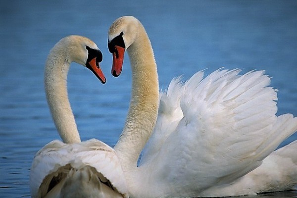 two-island-swans92C69B2A-5927-8E1B-1E49-1952A918C425.jpg