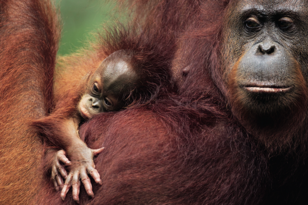 wymieranie-orangutanów1CA1B3C96-80DF-067C-FB1F-9B27B6940804.png